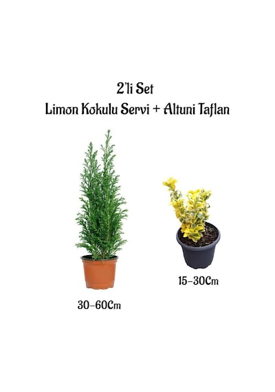 Limon Kokulu Servi Ağacı Fidanı+ Altuni Taflan 2'li Set Saksılı Dış Mekan Bitkisi