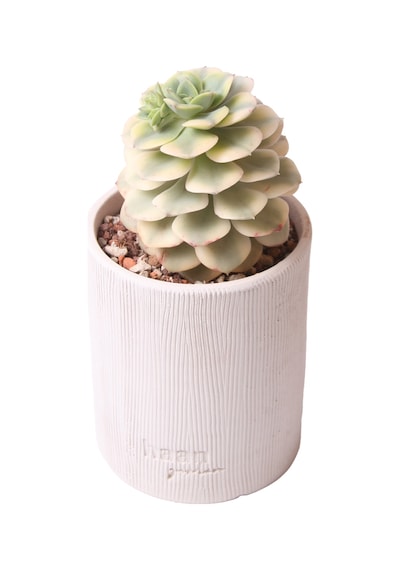 Echeveria Niksana - Sukulent Haangarden