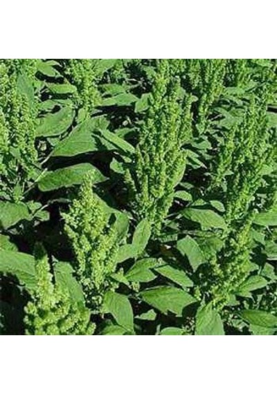 Yeşil Renkli Amaranthus Horoz İbiği Çiçeği Tohumu 50 Tohum