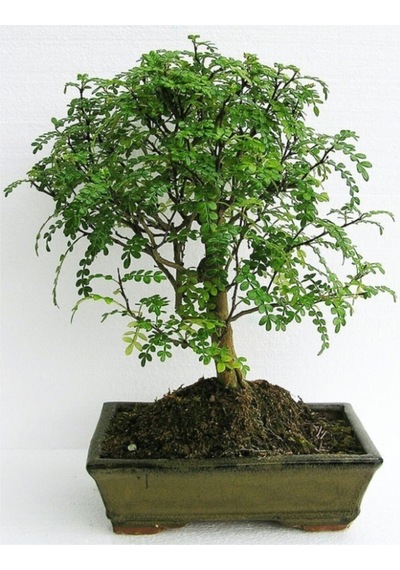 Bodur Karabiber Bonzai Ağacı Tohumu 5 Adet Bonsai Ağacı Tohumu