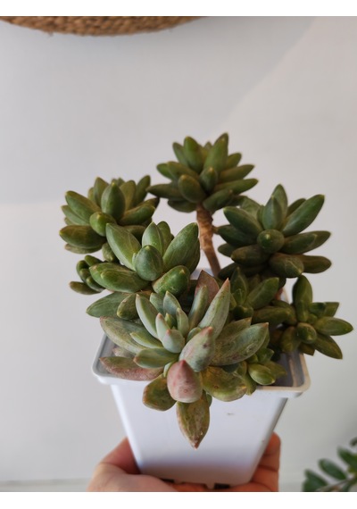 Pachyphytum Multi Form Sukulent 1 Adet