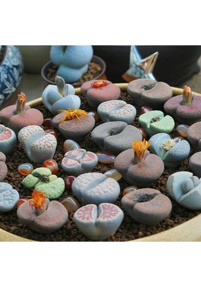 10 Adet Living Stone Succulent Tohumu