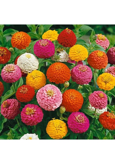Zinnia Lıllıput Mıx Ponpon Çiçekli 40+ Tohum