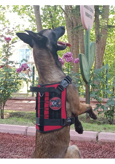 Tactical Göğüs Tasması Taktik Tasma Kırmızı