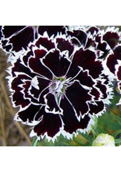Tr Dianthus Heddewigii Black White Karanfil Çiçeği 100 Adet