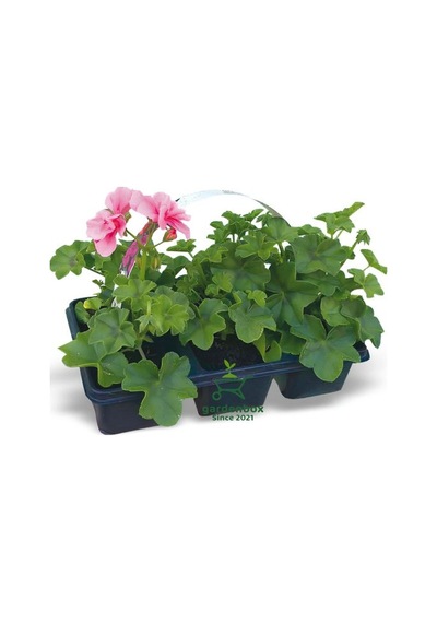 Gardenbox Pembe Sardunya Fidesi 2 Adet Saksılı 10-25cm Salon Balkon Çiçeği