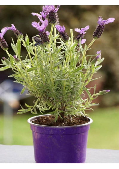 Yoğun Kokulu Mor Lavanta Angustifolia Fidanı 30 Adet Saksılı/tüplü 30-65 Cm Lavender