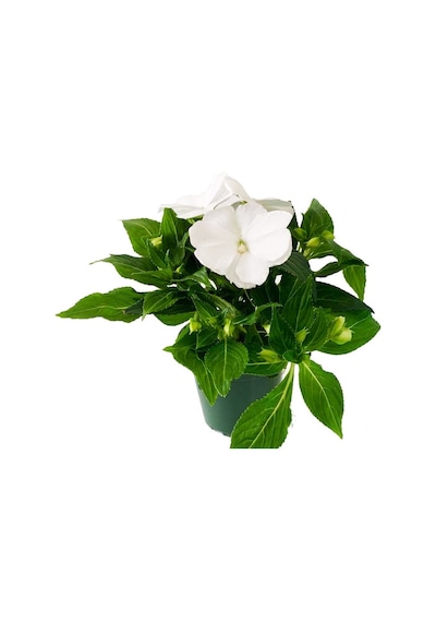 Cam Güzeli Çiçeği -impatiens Walleriana - Beyaz 10 Adet