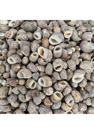 Nerita Communis Kiloluk Deniz Kabuğu 1 Kg