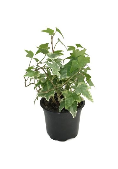 Hedera Helix 'Eva' (Duvar Sarmaşığı) Ø8,5 CM Y10-15 CM