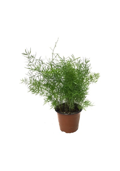 Asparagus Sprengeri (Kuşkonmaz Çiçeği) Ø12 CM Y25-30 CM