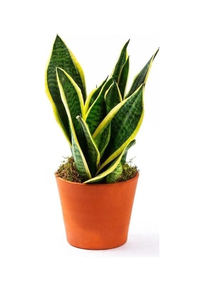 Sansevaria Peygamber Kılıç Çiçeği Paşa Kılıcı 45-55 Cm