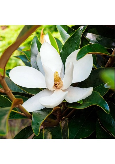 Manolya Magnolia Grandiflora