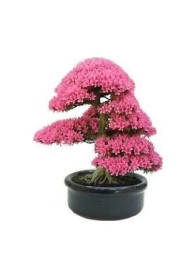 Tohumculuk Erguvan Bonzai Ağacı Tohumu 5 Adet Bonsai Ağacı Tohumu