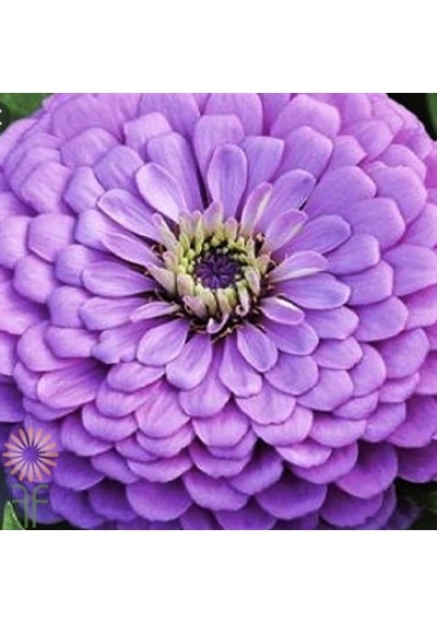 Dahlia Çiçekli Dream Rosy Lavender Zinya Çiçeği Tohumu 40 Tohum