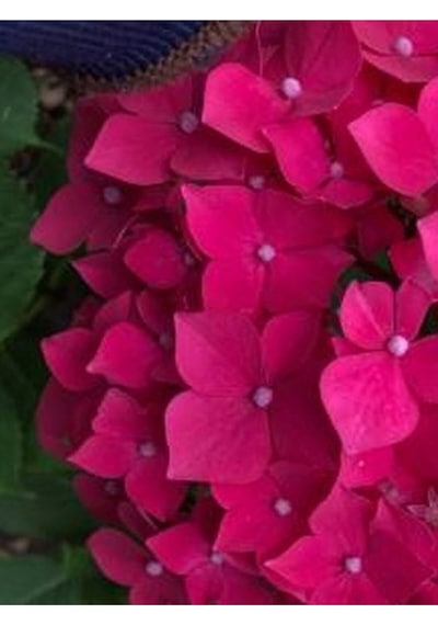 2 Adet Canlı Fuşya Renk Çiçekli Ortanca Fidanı 30-60 Cm Tüplü Çiçekli Bodur Hydrangea