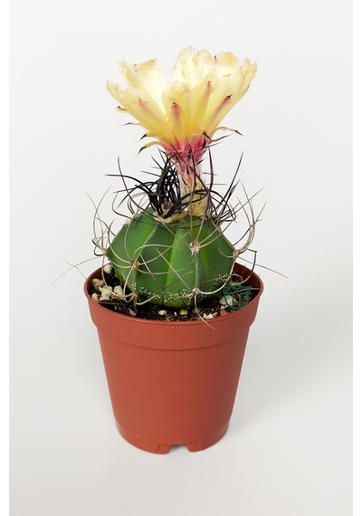 Kaktüs Özel Tür - Astrophytum Capricorne