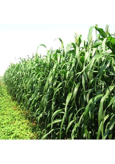 Sorgum Sudan Otu Tohumu 2 KG Sorgum Sudan Otu