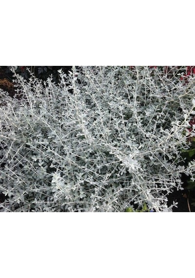 Zeytin Çalısı - Teucrium Fruticans 3'lü Set - Dekoratif Peyzaj Bi