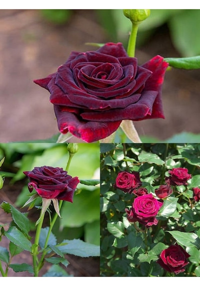 Yediveren Kokulu Bordo Renk 40 70 Cm 2 Adet Saksılı Aşılı Gül Maroon Rose
