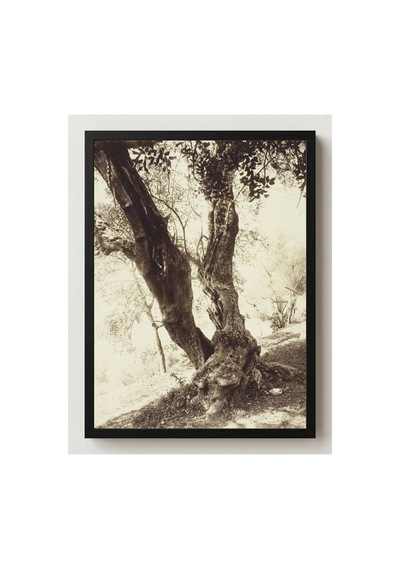 Botanik Nice Zeytin Ağacı Çerçevesiz Poster 21x30 Cm A4 Botanik Doğa Tarihi Vintage İllüstrasyon