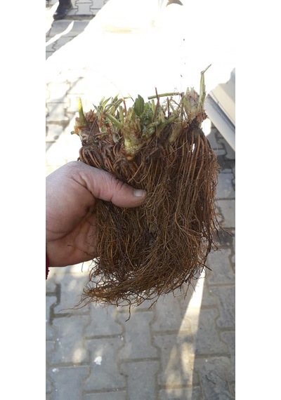 1000 adet çilek fidanı fidesi rubigen a kalite garantili ...