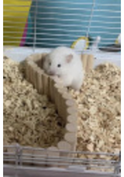 Hamster Uzun Ahşap Köprü, Cüce Hamster Bükülebilir Merdiven,