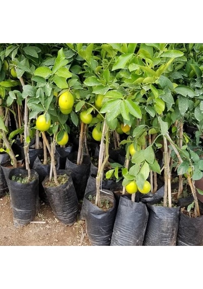 Limon Fidanı Yediveren 90/120 Santim Boyunda