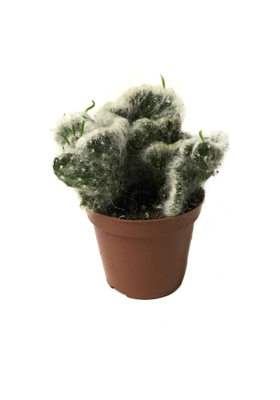 Opuntia Vestita 'cristata' Kaktüs Ø8,5 Cm Y10-15 Cm