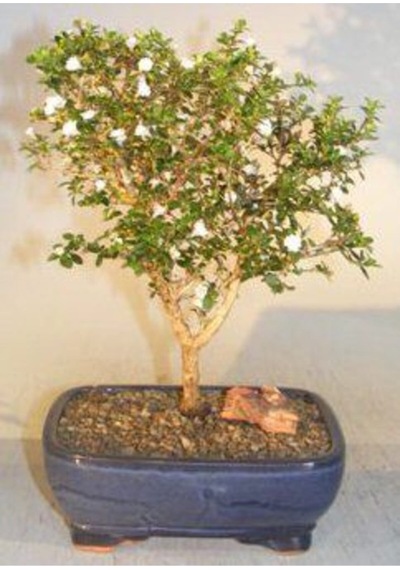 Ithal Bodur Beyaz Gül Bonsai Ağacı Tohumu Ekim Seti