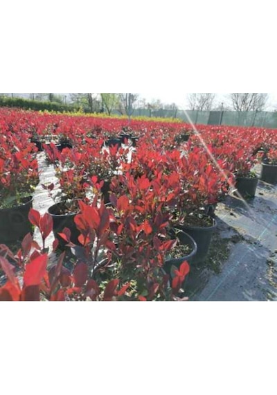 Videolu 1 Adet Alev Çalısı Çiçeği 40-60 Cm Tüplü Çiçekli Bodur Bitkiler Photinia Glabra