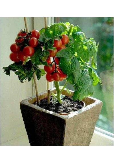 Cherry Domates Tohumu Saksılık Cherry Doates 10 Tohum + Toh