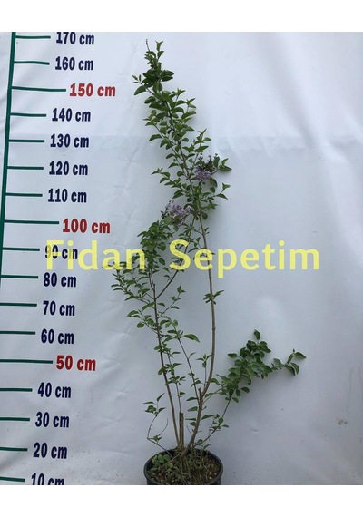 2 Yaş Leylak Fidanı Syringa Chinensis