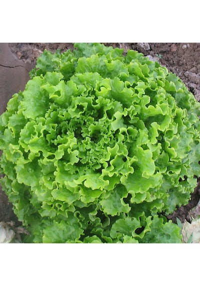 Yerli Kışlık Kıvırcık Marul Tohumu 10 GR Ort 7500 Ad Tohum N112834