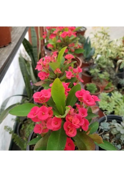 Dikenler Tacı Kırmızı Tropikada Millie Euphorbia Kırmızı