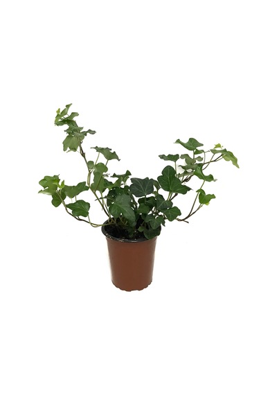 Hedera Helix (Duvar Sarmaşığı) Ø8,5 CM Y10-15 CM