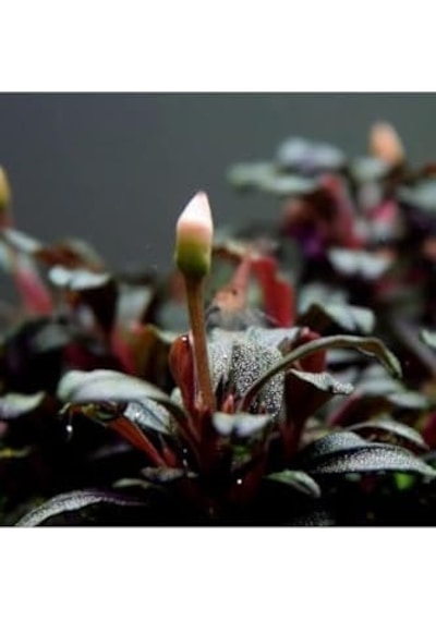 Bucephalandra Mini Coin Saksı Canlı Bitki