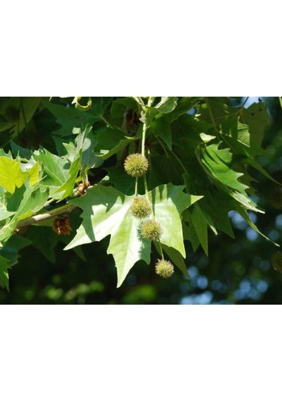 Londra Çınarı Ağacı Platanus X Acerifolia Fidanı 2 Yaş