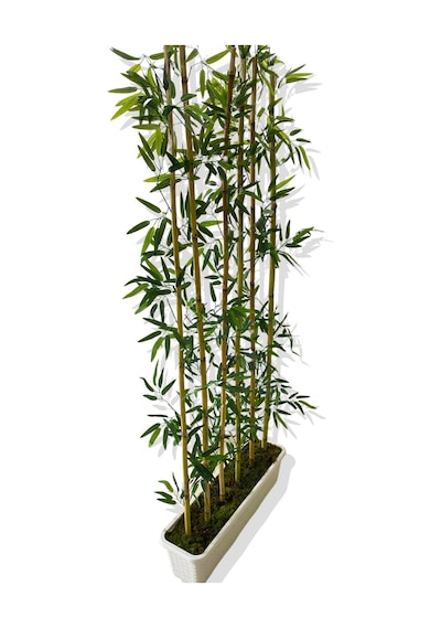 Cihan Çiçekçilik Bambu Seperatör 175 Cm 6 Adet Bambu 72 Cm Beyaz Saksı Beyaz- Yeşil