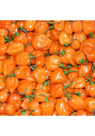 Turuncu Habanero Dünyanın En Acı Biber Tohumu 10+ Tohum