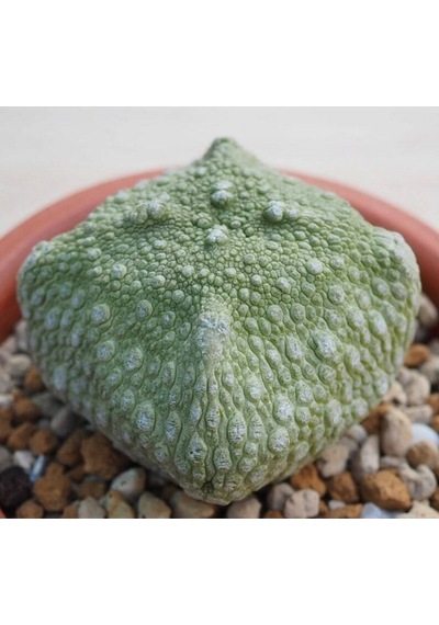 10 Adet Pseudolithos Cubiformis Succulent Tohumu