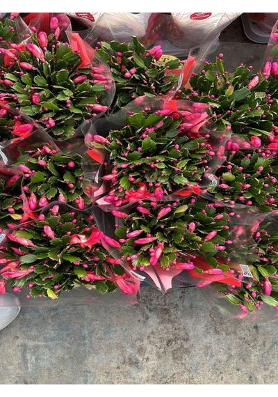 Muhteşem Dolgun Pembe Renk 1 Adet Saksılı Yılbaşı Çiçeği Yılbaşı Kaktüsü
