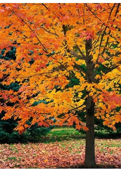Akçaağaç Fidanı - Acer Platanoides