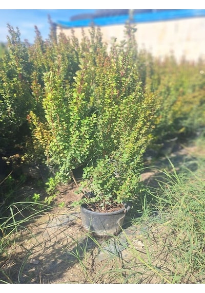 Şimşir Fidanı 1 Adet Saksılı 30-40cm Bahçe Dekorasyon Çit Bitkisi Buxus