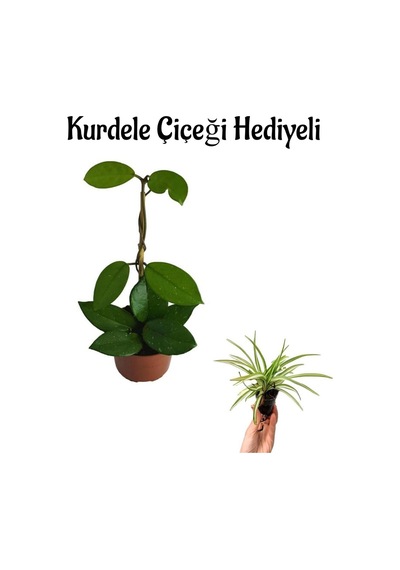 Anneler Gününe Özel Pembe Renk Mum-hoya Bitkisi Kurdele Çiçeği Hediyeli