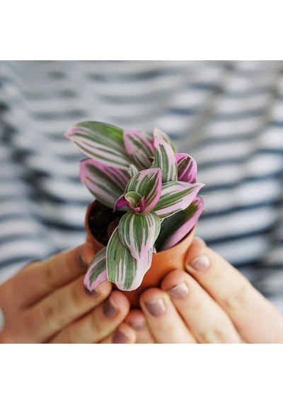 Tradescantia Nanouk Telgraf Çiçeği 5,5 Cm Küçük Saksıda