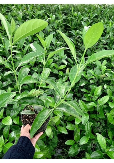 Parlak Yapraklı Kartopu – Viburnum Lucidum 30-40 cm Çit Bitkisi 1