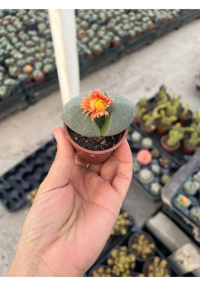 Taş Kaktüs Lithops Pleiospilos Nelii Cactus 6,5 Cm