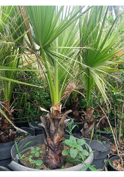 Yeşil Deniz Fidancılık Washingtonia Palmiye Fidanı 70-120 Cm