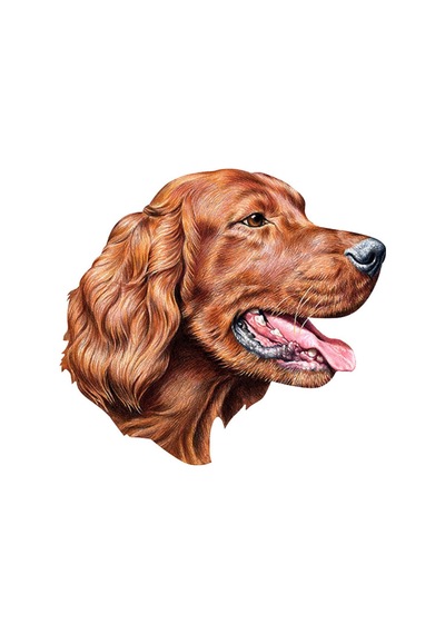 Irlandalı Setter Sticker Yapıştırma 15Cm